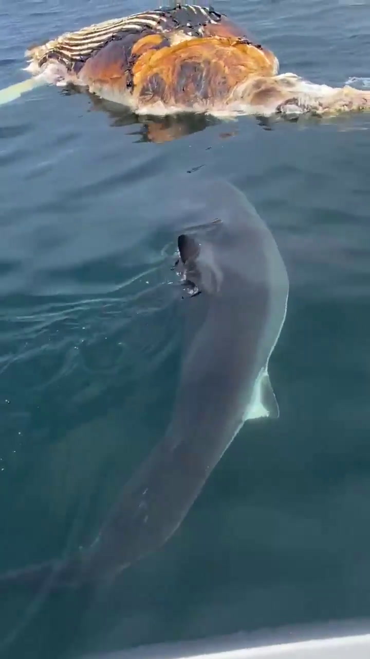 Un tiburón blanco devora los restos de una ballena en las costas de Nantucket