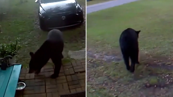 Bear Caught On Camera In Search Of Cat Food At Florida Home
