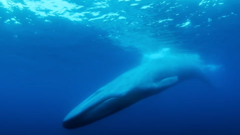 'The Loneliest Whale: The Search for 52' Trailer