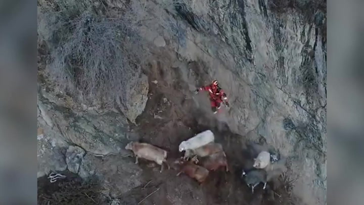 Brave firefighters rescue 14 sheep trapped on 11,400ft high mountain in China