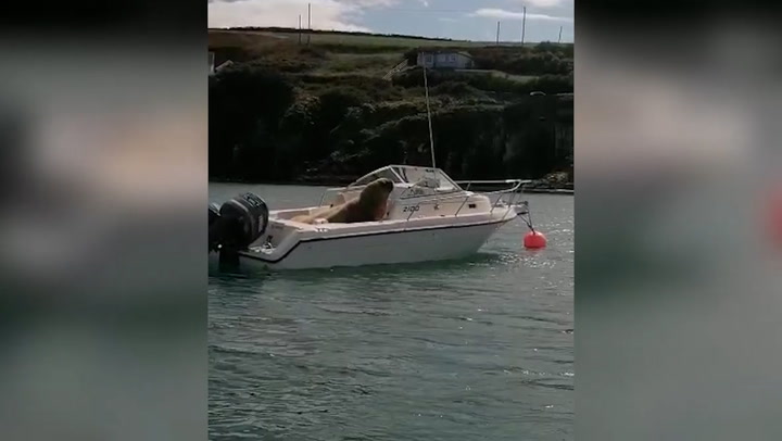 Wally the Walrus appears to drive a boat he clambered into during latest escapade
