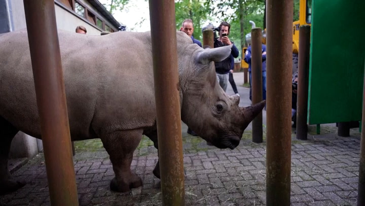 Critically endangered white rhino departs Dutch zoo for new home in Lithuania