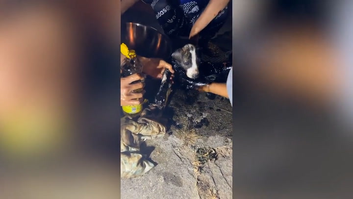 Hero residents rescue stray puppy drenched in sticky black tar