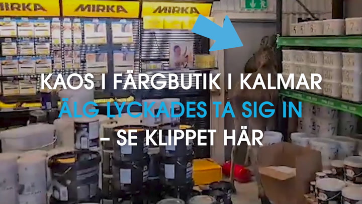 Kaos i färgbutik i Kalmar när älgen tog sig in – se klippet här