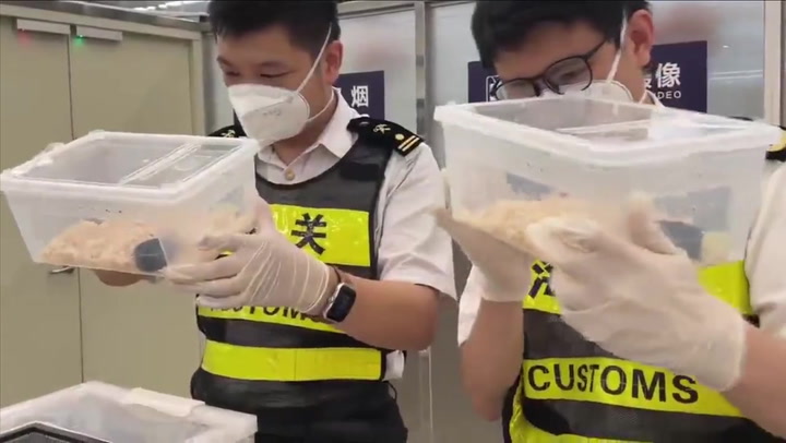 Passenger caught smuggling 14 live snakes in his pockets in China