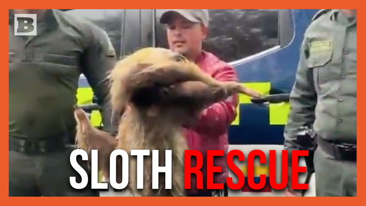 Columbian Police Rescue a Disoriented Sloth Crossing Highway