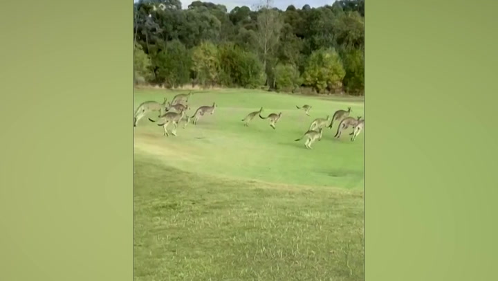 ‘Stampede’ of kangaroos invade Australian golf course
