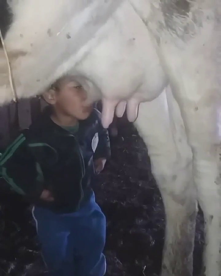 Instaló cámaras para descubrir quién le robaba la leche de sus vacas y encontró al 'ladrón' menos es