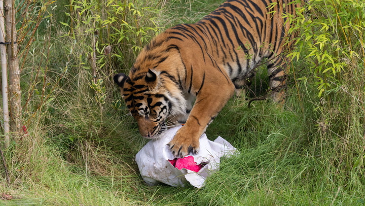 'Gender reveal' held for newborn tiger cub after safari park keepers help her walk