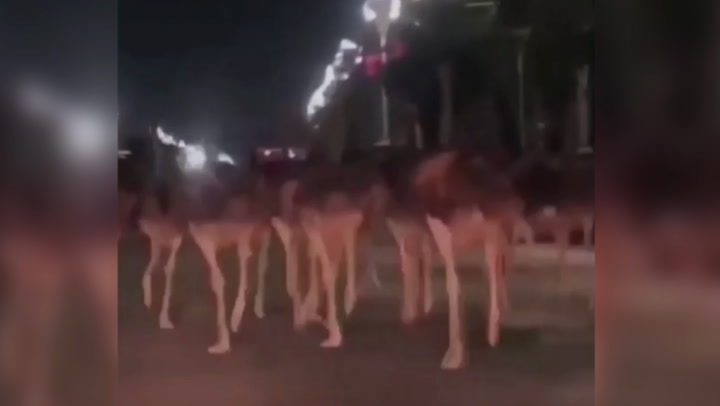 Ostriches race through streets of China after escaping from farm