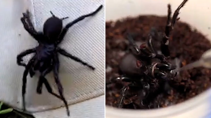 Huge funnel spider donated to milk for 'life-saving antivenom'