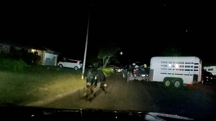 Moment bull breaks loose in residential neighbourhood