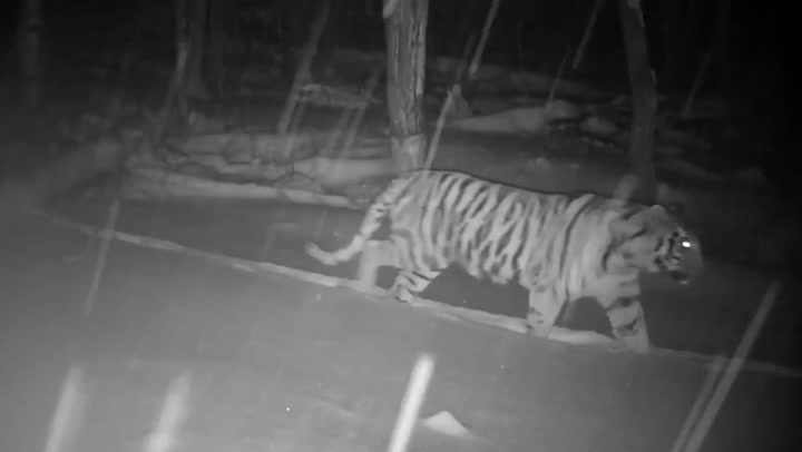 Rare Siberian tiger and newborn cubs caught on camera in Russia