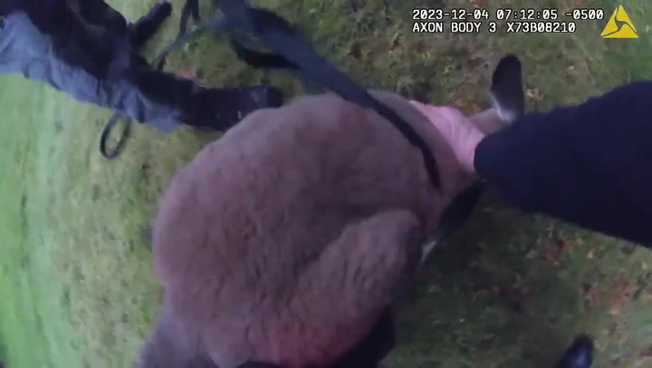 Escaped kangaroo captured by police in Durham, UK