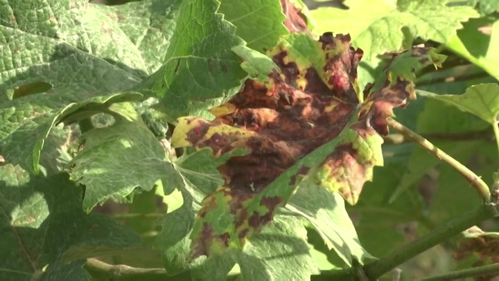 Champagne maker left feeling ‘helpless’ after rain and fungus destroys almost 25% of crops
