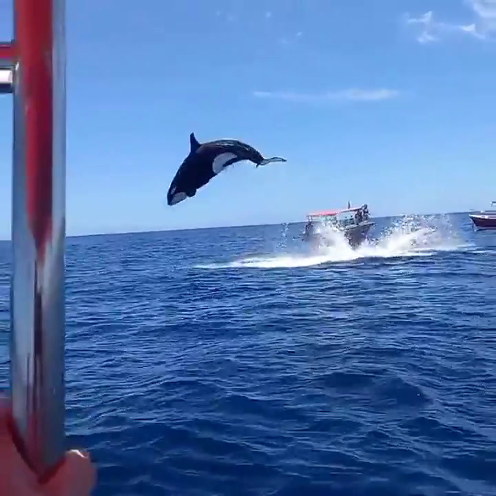 El momento exacto en el que una orca colisiona con un delfín en el aire