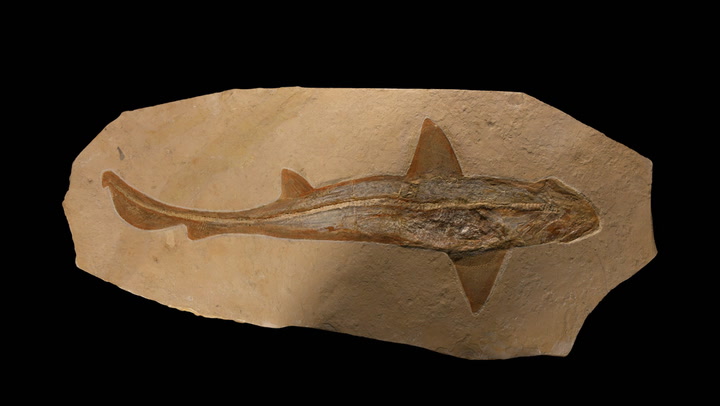 'Exceptionally Rare' Ancient Shark Fossil Set For Auction