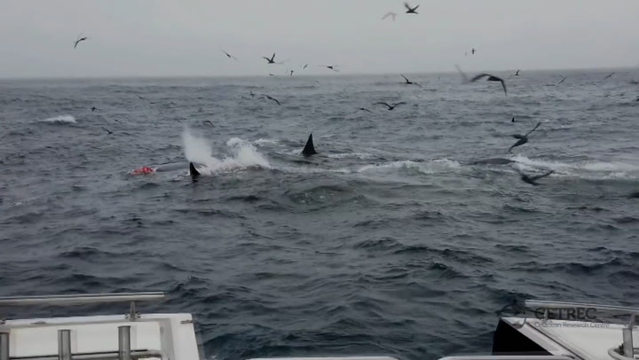 Orcas hunt and kill blue whale on south coast of Western Australia