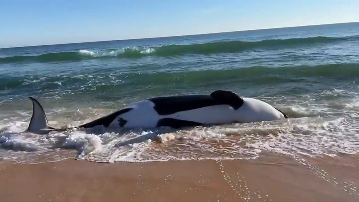 Una orca murió en una playa de Florida y causó sorpresa entre los bañistas