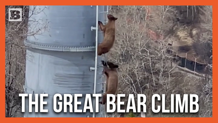 Brave Bear Cubs Climb Up and Down Ladder to Ski Lift at Resort