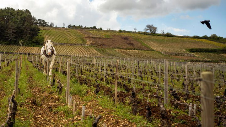 Biodynamic in Burgundy: In the Vineyard and In Your Glass
