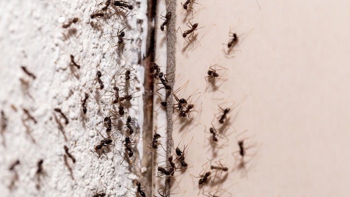 How To Get Rid Of Ants From Your Home