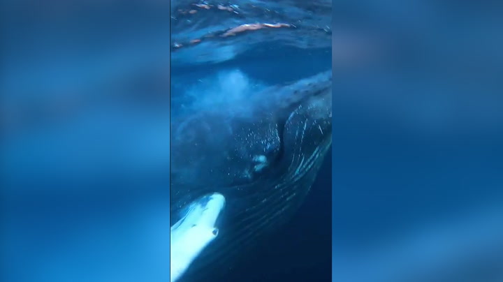 Feeding humpback whale narrowly avoids divers after rounding up bait ball
