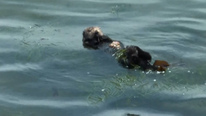 Surfboard stealing sea otter evades capture attempts