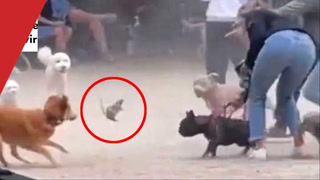 Una rata provoca un caos en un parque para perros