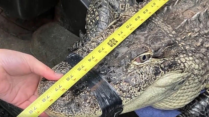 Video shows massive alligator found living in shipping container