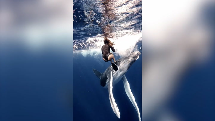 Free diver nearly collides with baby whale in tense footage