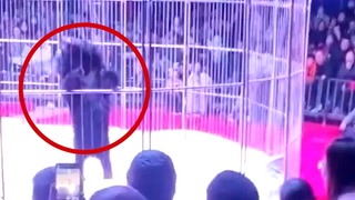 Video: Bjørn skaper panikk på sirkus