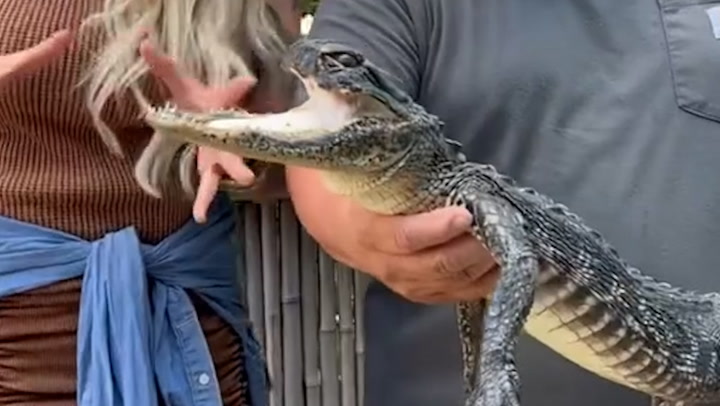 Alligator with missing upper jaw finds new home in Florida wildlife preserve