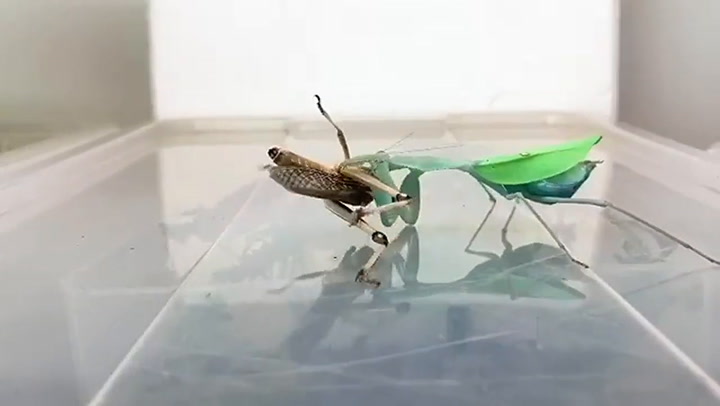 Una mantis religiosa ataca y devora a una langosta: tres horas comprimidas en un mintuo