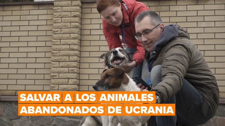 Crónicas de guerra:  La patrulla que rescata a los animales abandonados en Ucrania