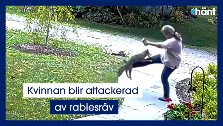 Kvinnan blir attackerad av rabiesräv