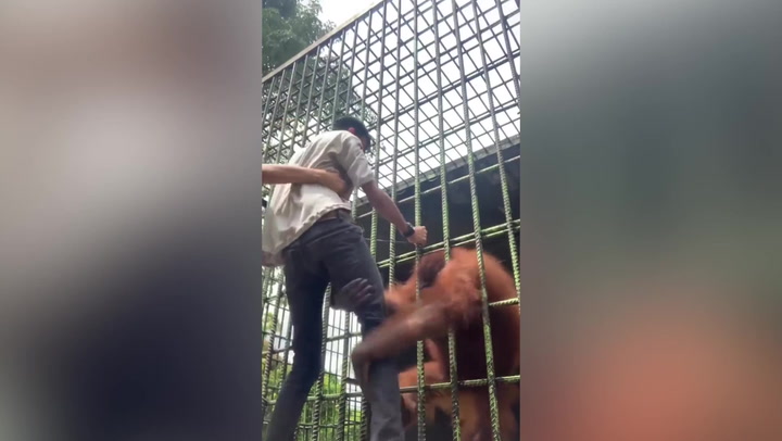 Orangutan Grabs And Attacks Taunting Zoo Visitor