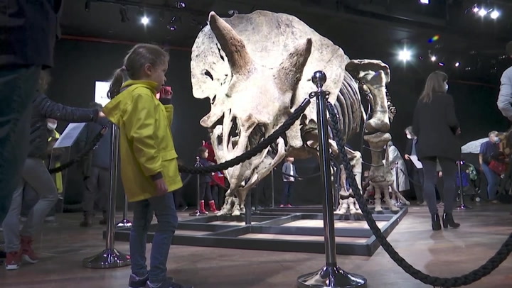 World's largest triceratops skeleton sells for $7.7mn at Paris auction house
