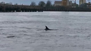 Dolphins filmed swimming next to boat in River Thames