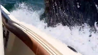 Loop. Una ballena enorme salta del agua, golpea un yate y provoca gritos de terror