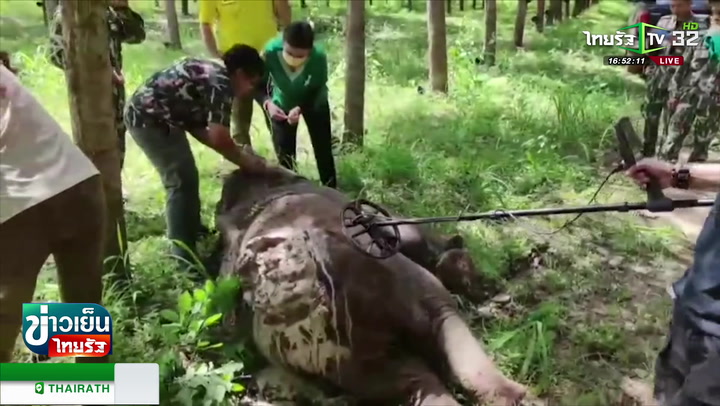 ช่วยช้างป่าสลักพระ บาดเจ็บในสวนยาง