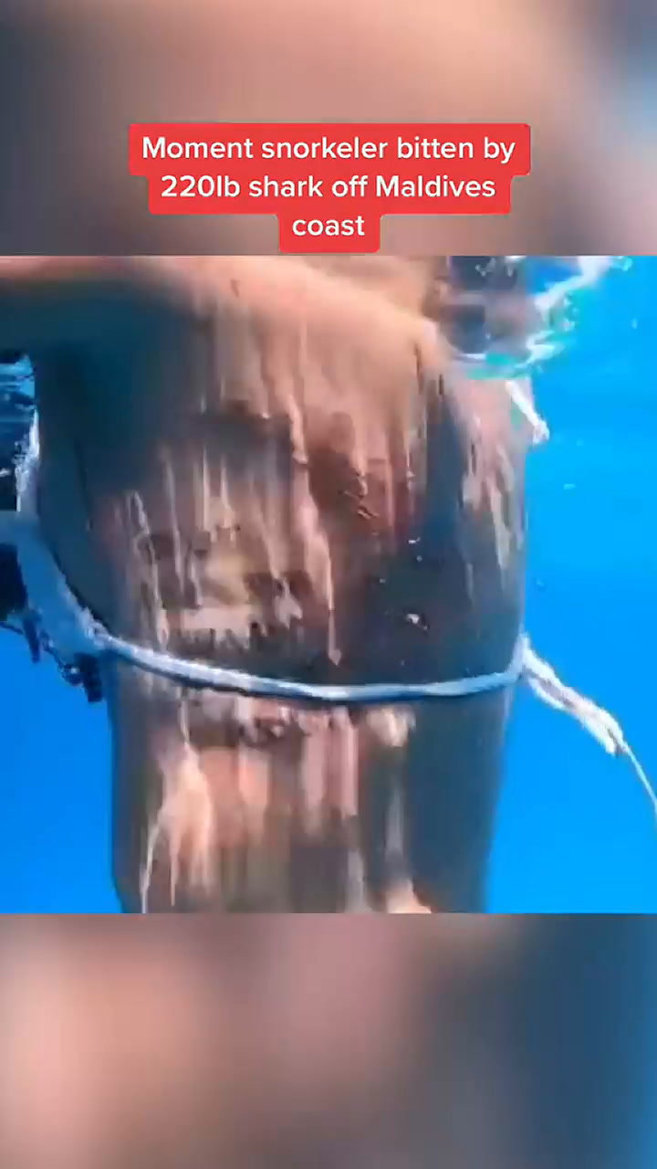 Buceaba en las islas Maldivas y fue atacada por un tiburón