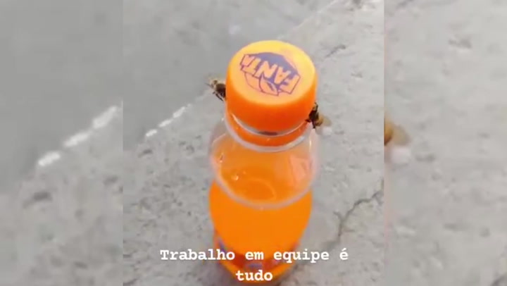 Bees working together to remove Fanta lid in viral video