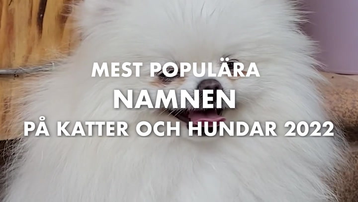 SE OCKSÅ: Mest populära namnen på katter och hundar 2022