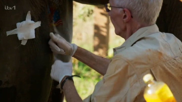 Paul O’Grady massages elephant with arthritis during visit to animal sanctuary in Thailand