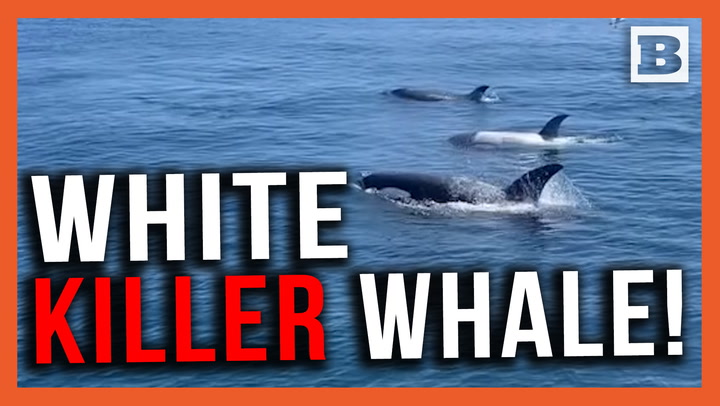 The Great White (Killer) Whale! 