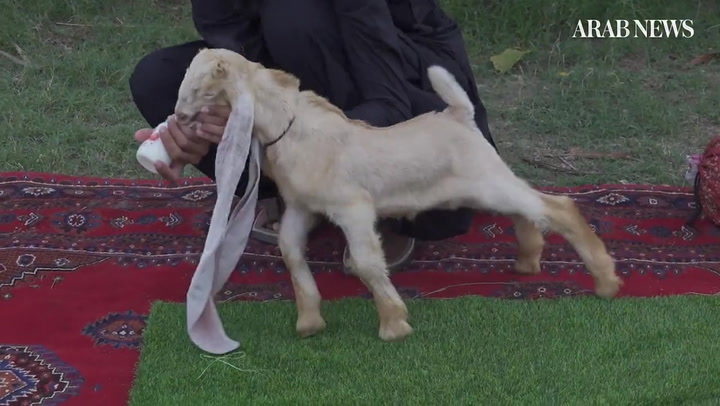 Long-eared goat becomes sensation in Pakistan