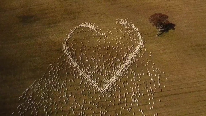 Flock of sheep form giant heart in stunning tribute to farmer’s late aunt