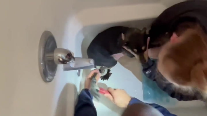 Dog with foot stuck in bathtub plughole rescued by firefighters.mp4