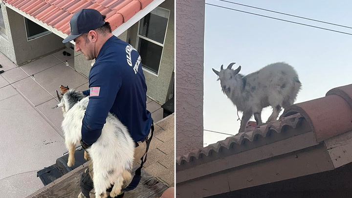 Glendale firefighters rescue goat from roof